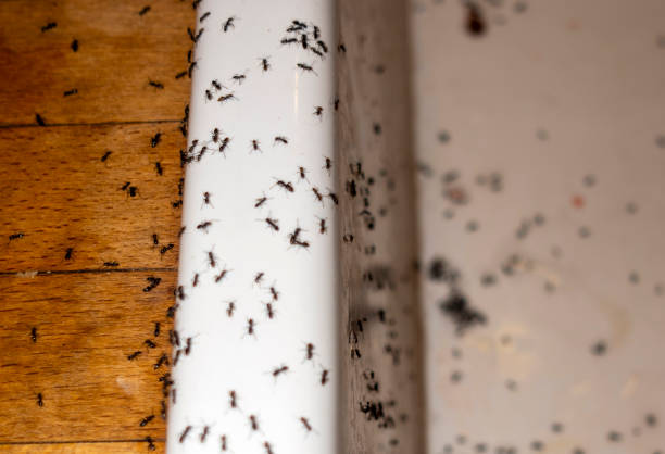 Best Flea Control Services  in West Jordan, UT