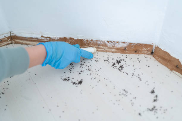 Best Termite Control Services  in West Jordan, UT
